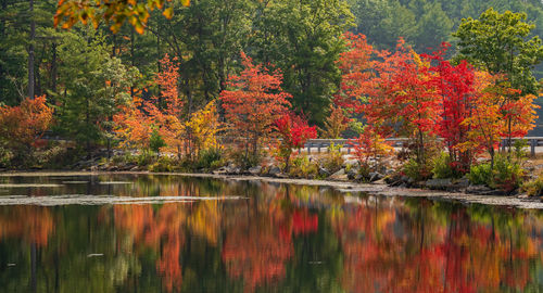 Reflection of trees on lake during autumn