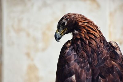 Close-up of a bird against wall