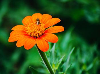 Close-up of insect on flower