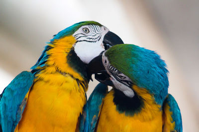 Close-up of blue and gold macaws kissing