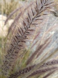 Close-up of grass