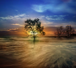 Silhouette tree against sky during sunset