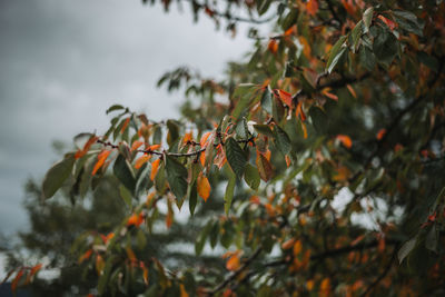 Close-up of orange leaves on tree during autumn