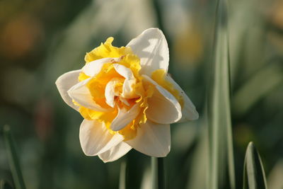 Close-up of flower blooming outdoors