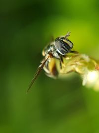 Close-up of insect on plant