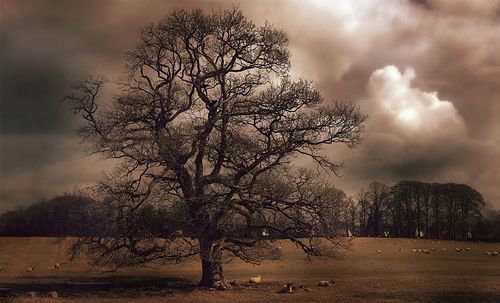 Bare trees on landscape against cloudy sky