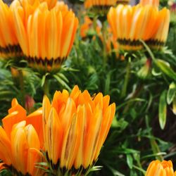 Close-up of orange flower