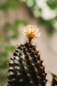 Close-up of cactus flower