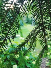 Close-up of fern tree