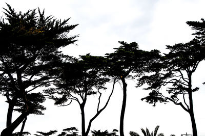 Low angle view of silhouette trees in forest against sky