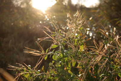 Close-up of fresh plant