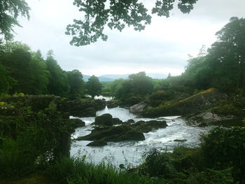 Scenic view of river amidst trees in forest against sky