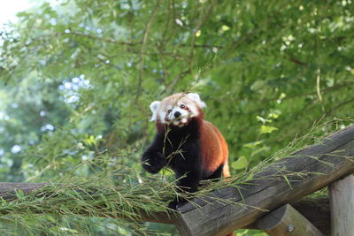 View of a monkey sitting on tree