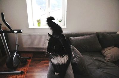 Cat relaxing on sofa at home