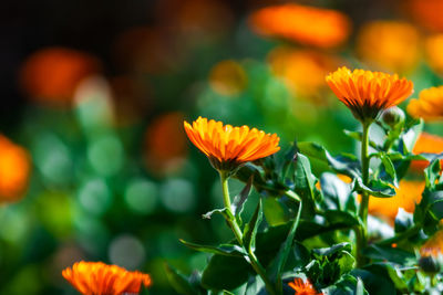 Close-up of orange flowering plants