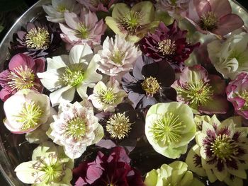 High angle view of flowers blooming outdoors