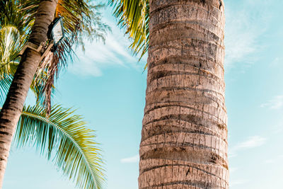 Low angle view of coconut palm tree against sky
