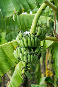 Close-up of bananas growing on tree