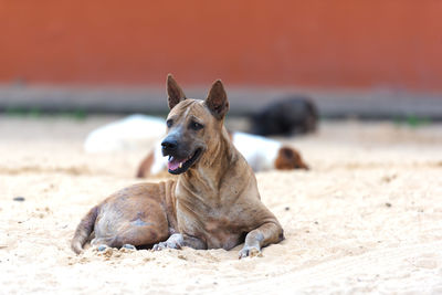 Dog relaxing on sand at beach