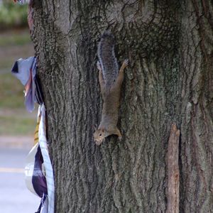 Close-up of lizard on tree trunk