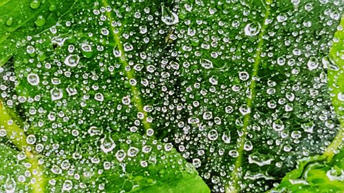 Full frame shot of wet plants