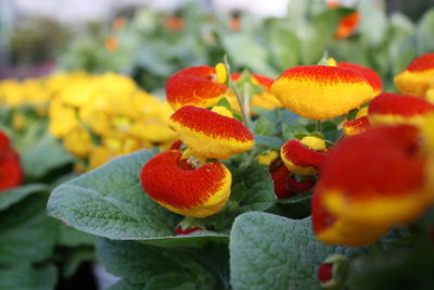 Close-up of flowers blooming outdoors