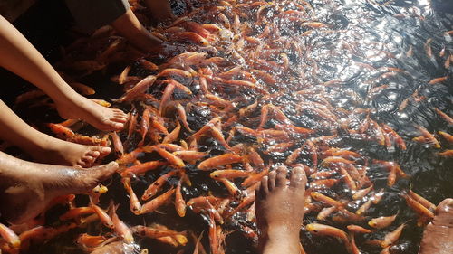 High angle view of koi carps swimming in water