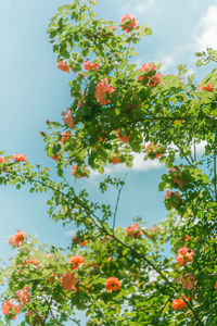 Low angle view of tree against sky