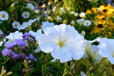 Close-up of white flowering plants