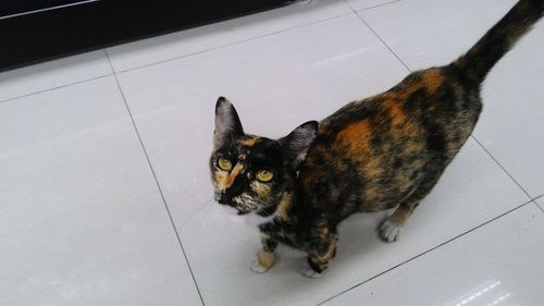 Close-up of cat sitting on tiled floor