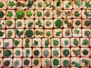 Full frame shot of potted plants