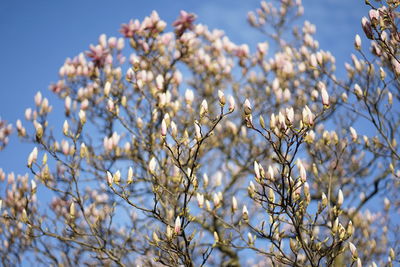 Low angle view of white flowering tree against sky