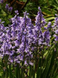 Close-up of purple flowering plants