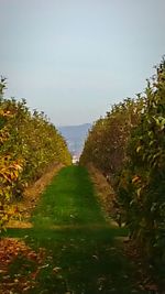 Scenic view of field against clear sky