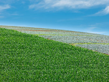 Scenic view of agricultural field against sky