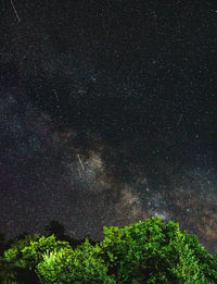 Low angle view of tree against sky at night