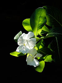 Close-up of white flowers blooming against black background