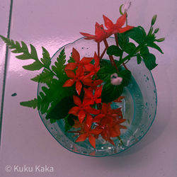 Close-up of red flowers on table