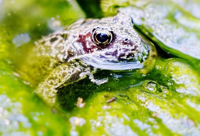 Close-up of fish in water