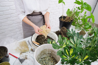 High angle view of potted plant