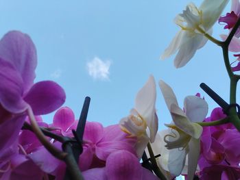 Low angle view of pink flowering plants against sky