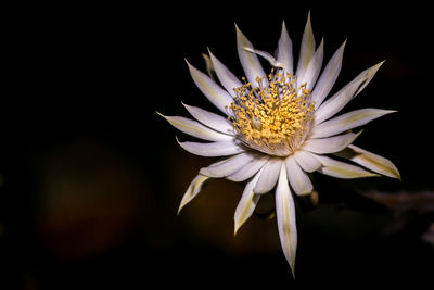 Close-up of flower blooming against black background