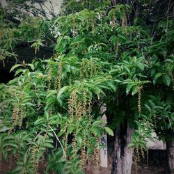 Plants growing on tree