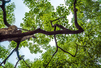 Low angle view of trees against sky