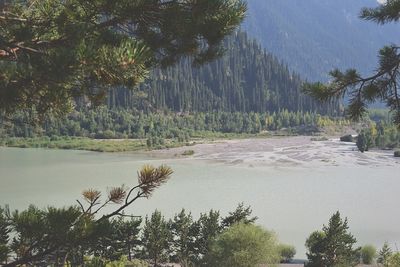 Scenic view of lake against trees in forest