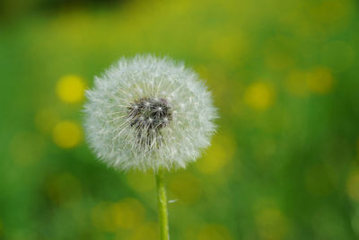 Close-up of dandelion flower