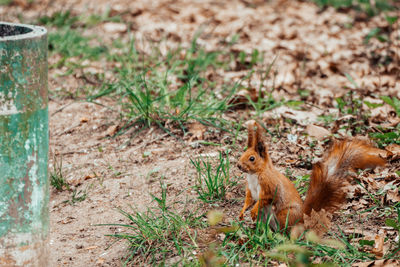 Squirrel on a field