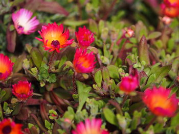 Close-up of pink flowering plants