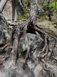 Close-up of roots on tree trunk