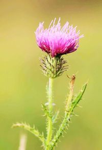 Close-up of thistle flower